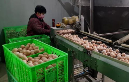 武清區農副產品供應充足，全力保障百姓生活必需品需求