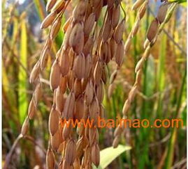 高效農副產品加工與優惠精米供應商指南