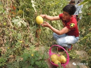 融合觀光體驗(yàn)與農(nóng)品產(chǎn)銷(xiāo) 東河區(qū)農(nóng)業(yè)產(chǎn)業(yè)升級(jí)之路